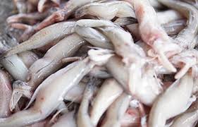 Squid & Octopus Guntur - Arjilli Sea Foods